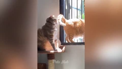 Best Funny Animals 2023 | Funniest Cats and Dogs 😻🐶