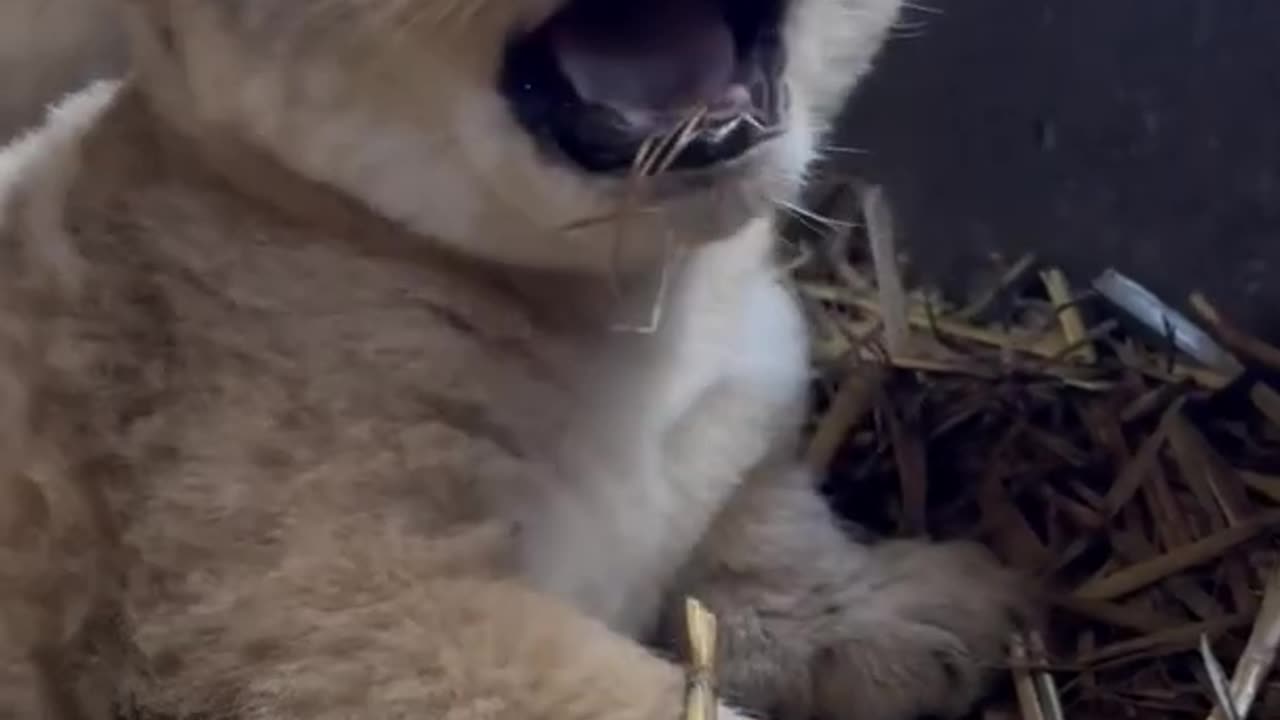 Lion cub mimics mum's growl at Mogo Wildlife Park