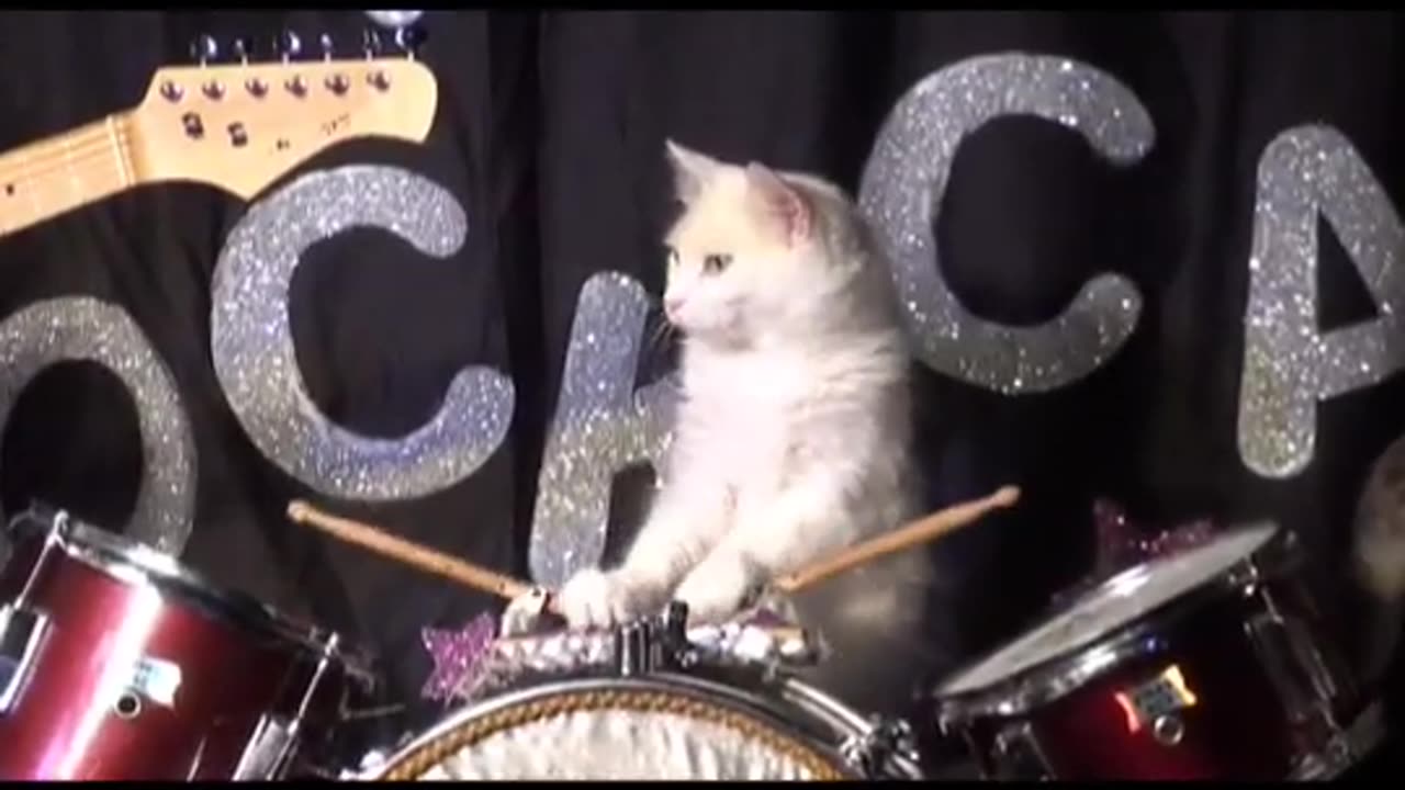 Cat playing band