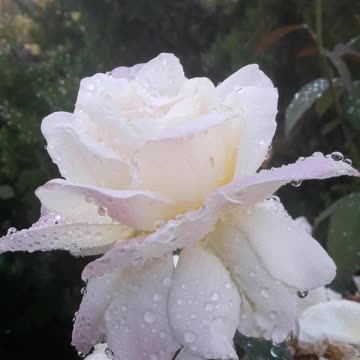 White rose in water drops