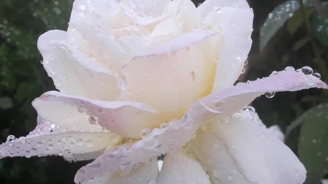 White rose in water drops