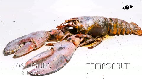Lobster Time Lapse