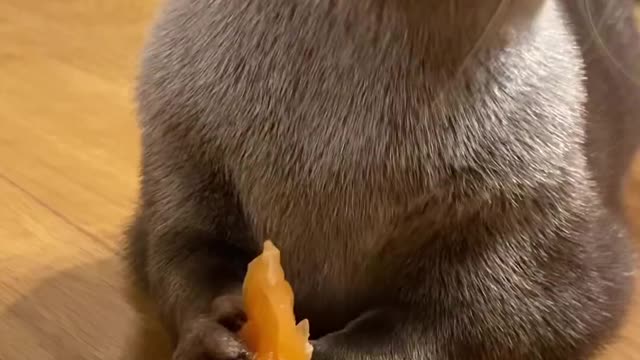 otters like to eat salmon meat the most