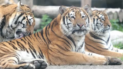 Siberian tigers frolic and play