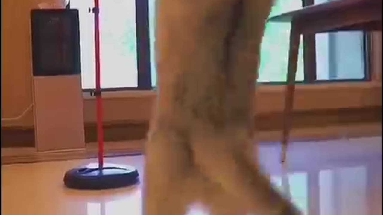 Watch This Cat Ball Like a Pro!"