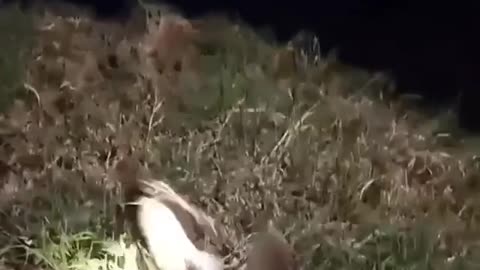 This is a beautiful and charming water-dwelling species