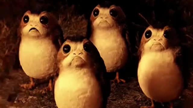 Cute Porg Gif