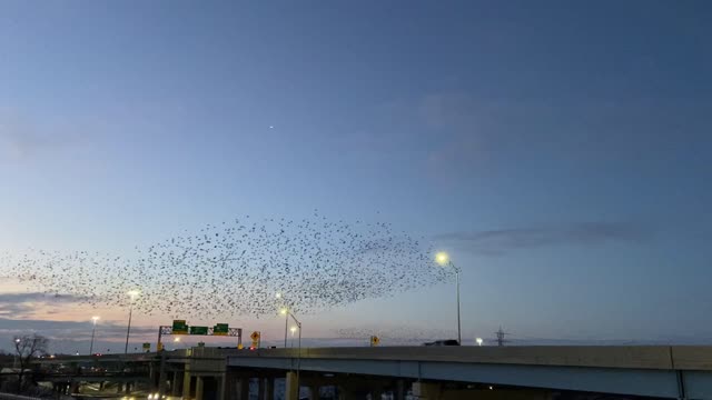 Murmuration Flies Over Freeway