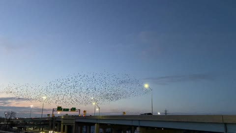 Murmuration Flies Over Freeway