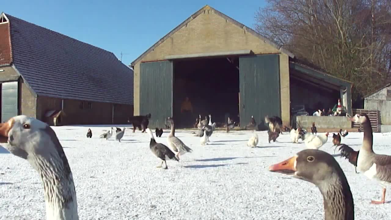 Ganzenparadijs op mooie winterochtend in Dalen