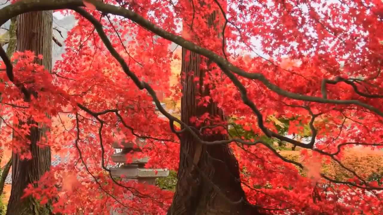 Relaxing music with beautiful nature