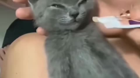 funny and cute cat video