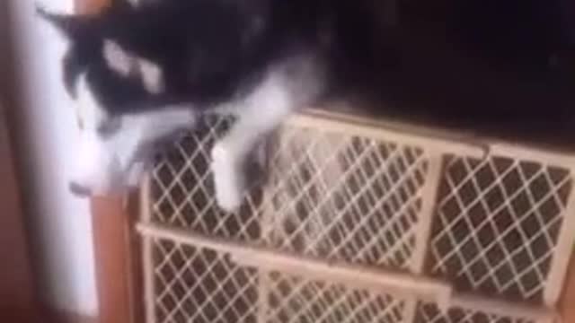 Perro tumba una cerca, libera a otros perros