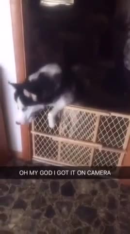 Perro tumba una cerca, libera a otros perros