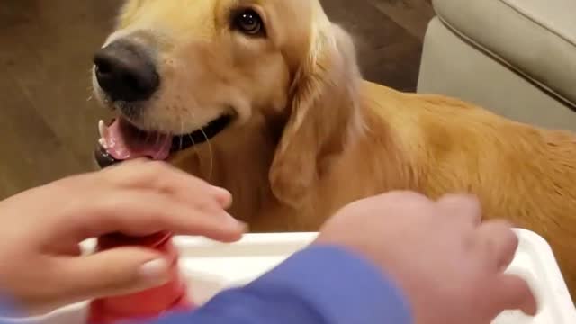 Can U trick a DOG Ep.3 #goldenretriever #dog