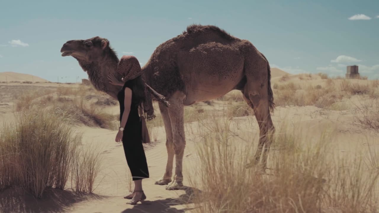 Arabian camels,