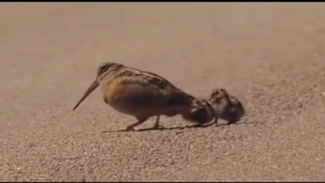 Animal World Series 387