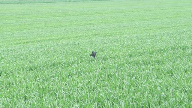 Excited Dog Leaps Through Tall Grass in Field