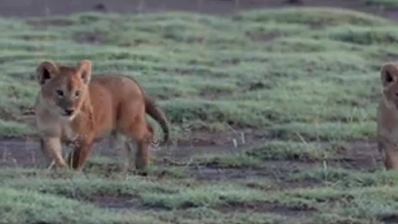 Lion Cubs in the Twilight