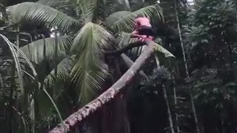 FUNNY COCONUT TREE ACCIDENT