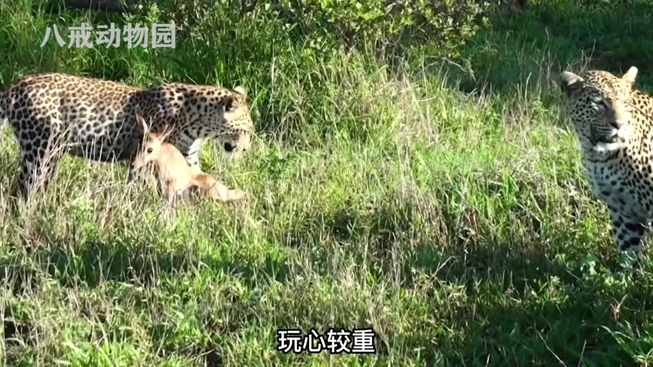 花豹欺辱小羚羊,小羚羊饱受精神、肉体双重折磨! #动物 #奇妙的动物 #野生动物零距离 #大自然 #野生动物