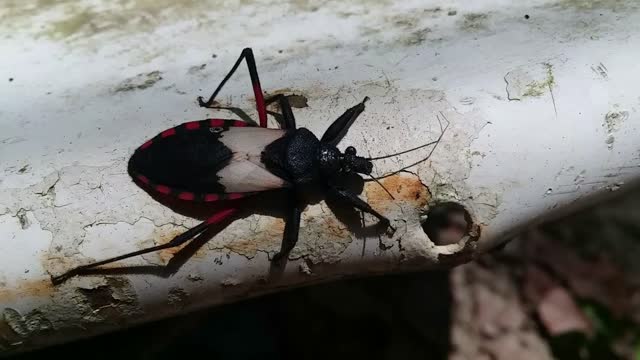 Microtomas purcis..Assassin Bug