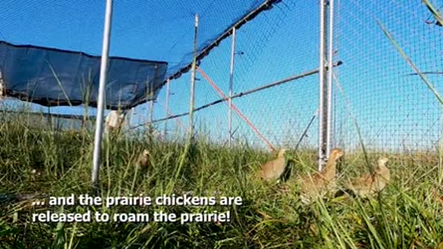 Reintroduction Program at Attwater Prairie Chicken National Wildlife Refuge (Aud_2