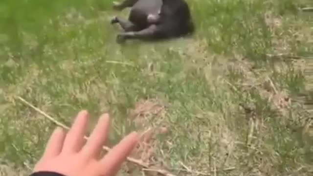 Silly Doggo Sliding to get Extra Rubs on the Hill