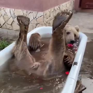 Bear funny comedy scenes in water