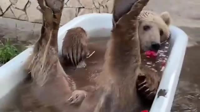 Bear funny comedy scenes in water