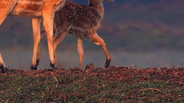 Sika deer