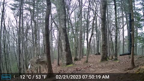 The Woods – 02/21/2023