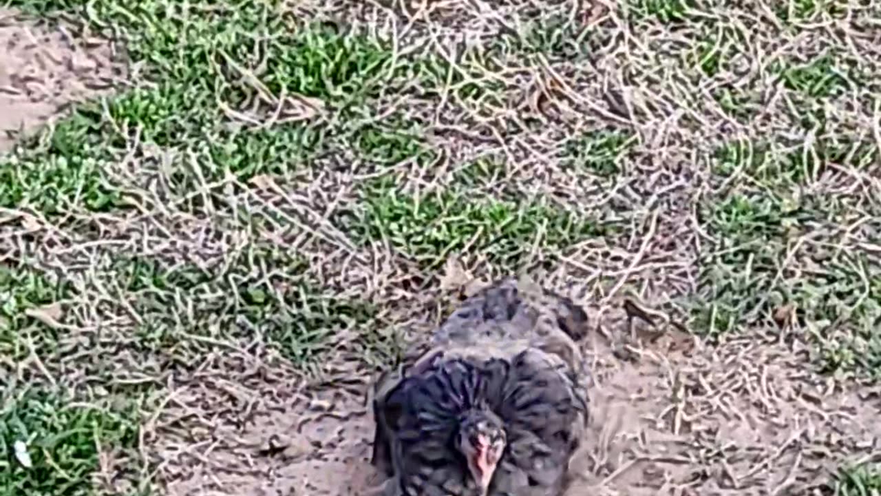 Bantam Chicken take Dirt bath