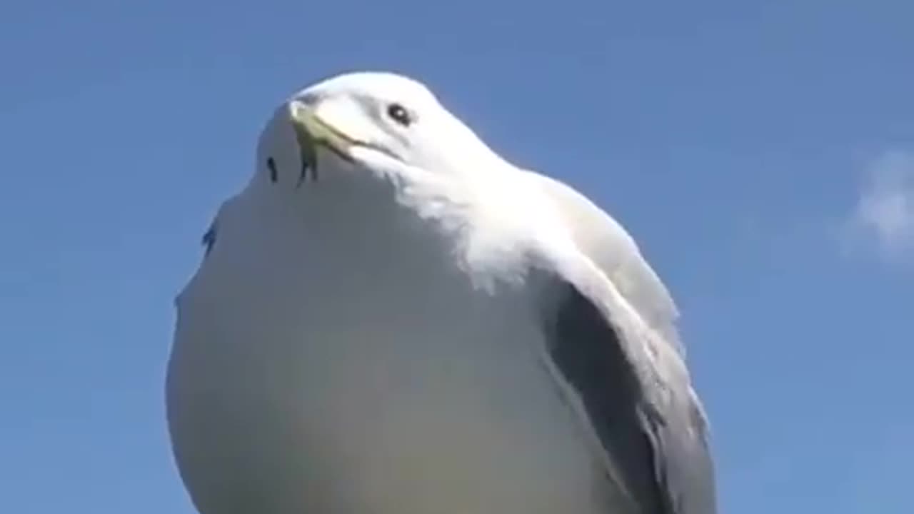 Unbelievable Animal Antics: When Pets Go Wild