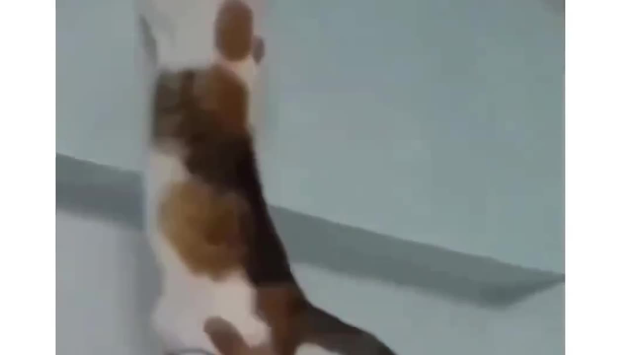 Cat funny life hacks 🤣🤣🤣