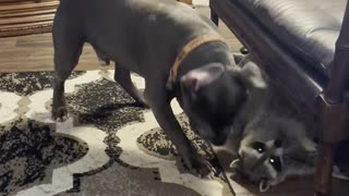 Dog and Raccoon Playfully Wrestle