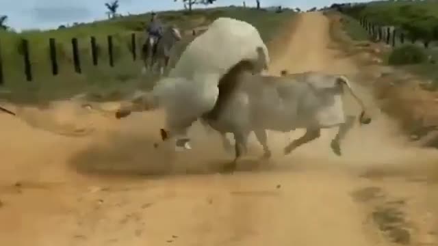 Bull Interrupts Intense Ox Fight