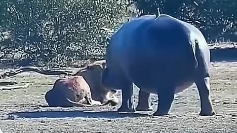 A lion sved by Hippo