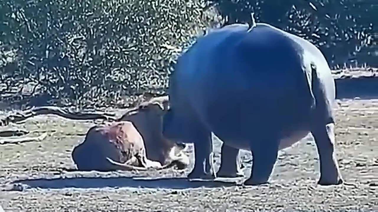 A lion sved by Hippo