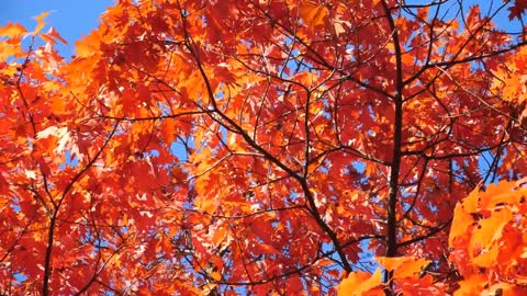 Enchanting Autumn Forests with Beautiful Piano Music