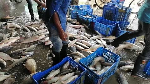 Chaos at the local fish market!