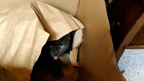 Cat vs Paper Bag