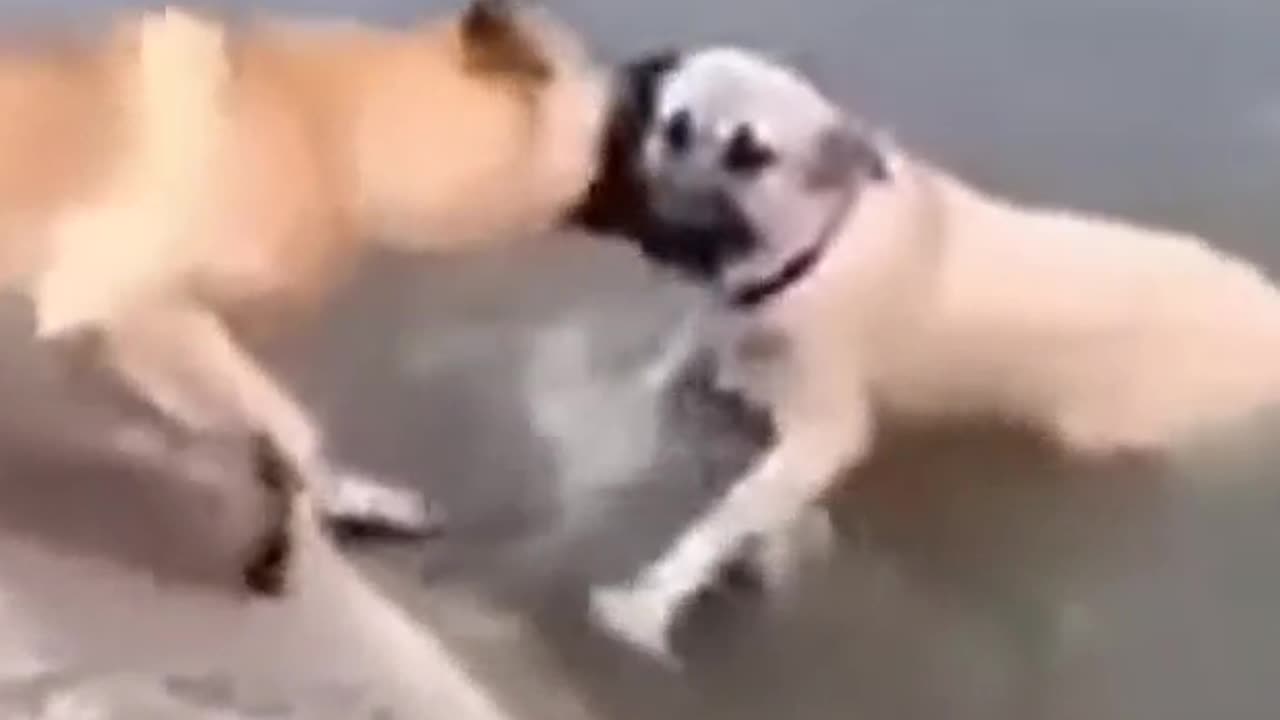 Funny video