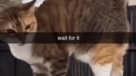 Funny Pets