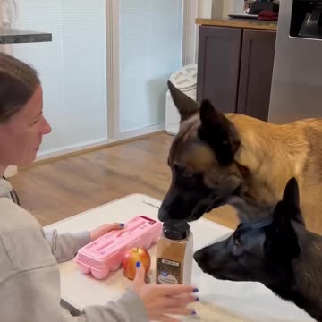 Dog Fruit And Protein Breakfast #smartdog #cosori #doglife