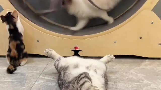 Funny cat laughing Avery moments 😄 cute cat video