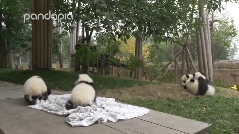 Pandas and their Nanny