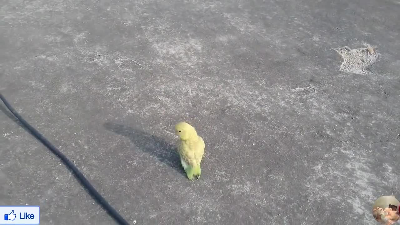 Cute Baby Bird