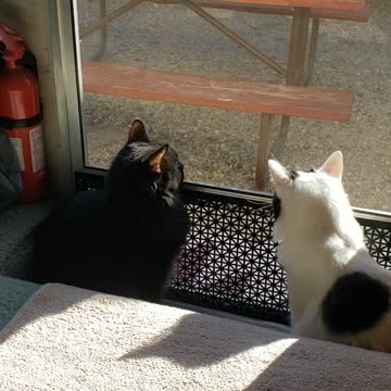 Cutest camping kitties ever