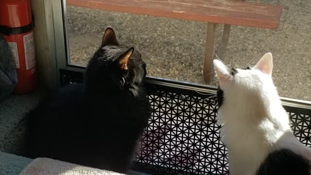 Cutest camping kitties ever